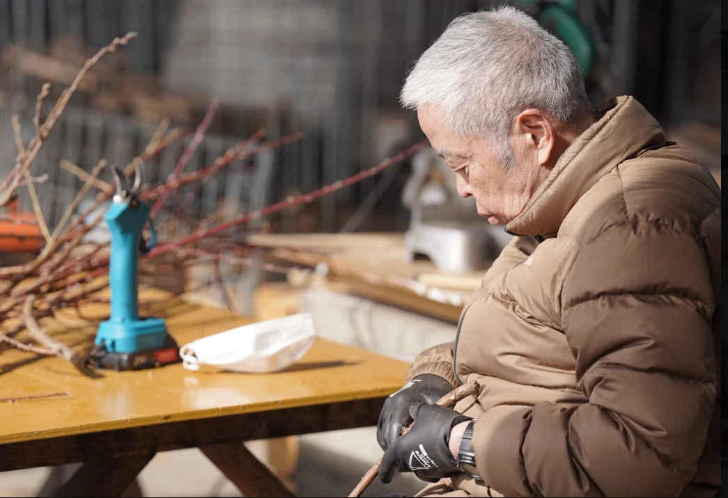 枝を整える作業
